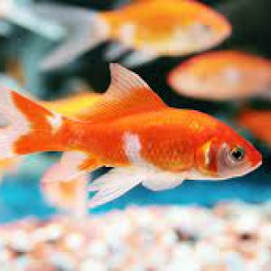poissons rouge a donner