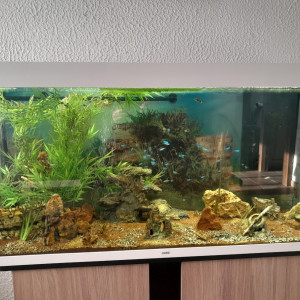 Aquarium de 250