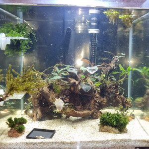 Aquarium kubus 54 l