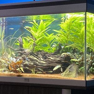 Aquarium Asiatique