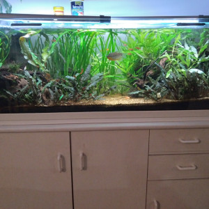 Aqua asiatique familial