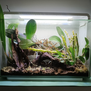 Home 60- orchidarium