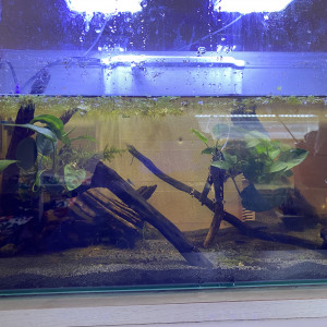 54L crevettes blue velvet