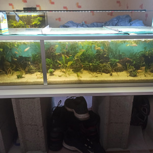 Aquarium communautaire endler corydoras crevettes