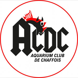 club aquariophilie Aquarium club de chaffois
