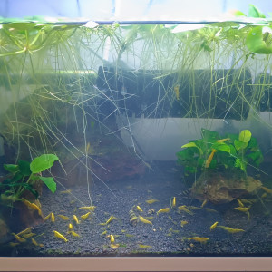 Aqua Neocaridina Yellow Neon