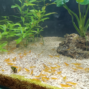 Aqua Neocaridina Orange