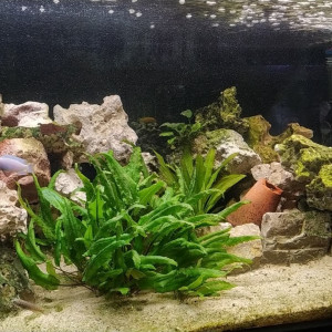 300L bois