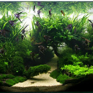 club aquariophilie Aqua-exotica