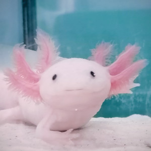 Axororo