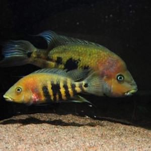 Amphilophus nourissati