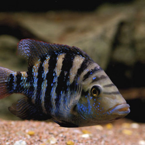 Amphilophus robertsoni