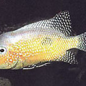 Amphilophus rostratus