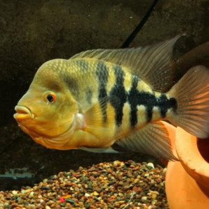 Amphilophus zaliosus