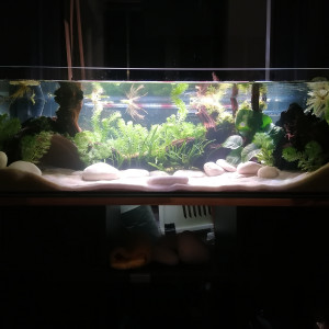Axolotls Babies