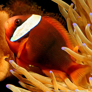 Amphiprion rubrocinctus 