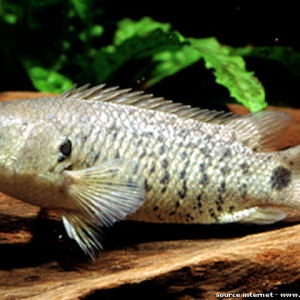 Anabas testudineus