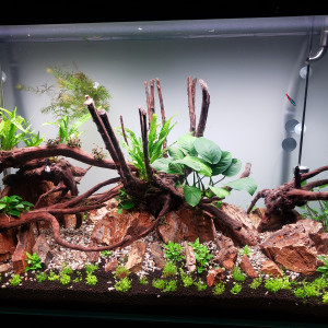 aquascape 1
