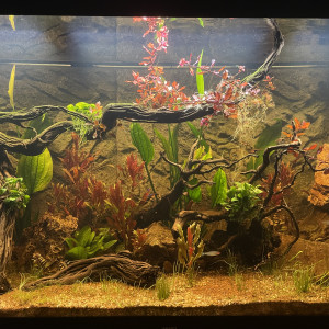discus