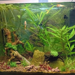 40 Guppy JPC