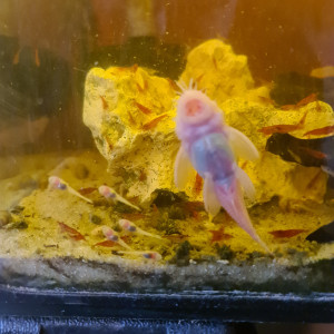 Ancistrus snow White et sp red