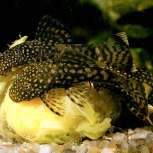 Ancistrus leucostictus
