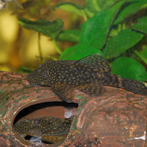 Ancistrus temminckii