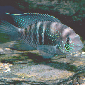 Andinocara sapayensis