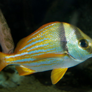 Anisotremus virginicus