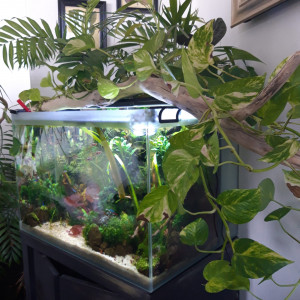 Aquarium 1