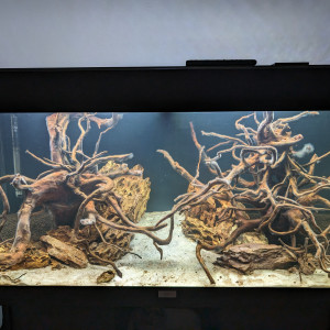 Premier projet aquascaping 200L