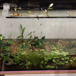 Bac à plantes