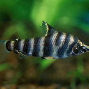 Abramites hypselonotus