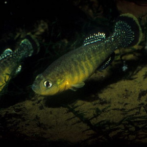 Aphanius apodus