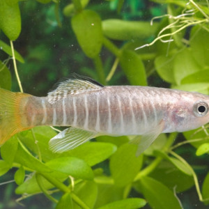 Aphanius fasciatus