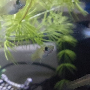 Don Alevins Guppys endler