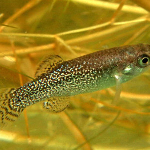 Aphanius saourensis