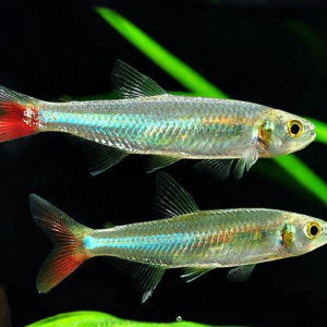 Aphyocharax dentatus