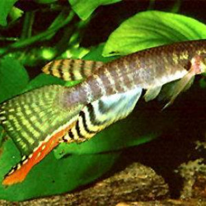 Aphyolebias peruensis
