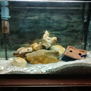 Guppys Femelles