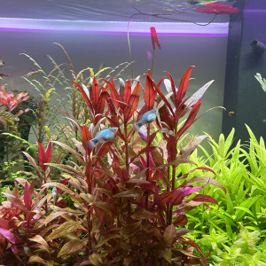 Publication de NicoAquarium
