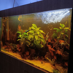 Publication de Pleco