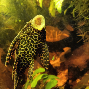 Publication de Pleco