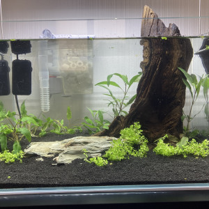 Neoheterandria elegans 35L