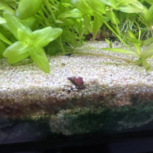 Publication de NicoAquarium