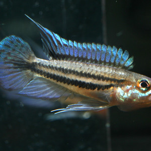 Apistogramma diplotaenia