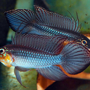 Apistogramma elizabethae