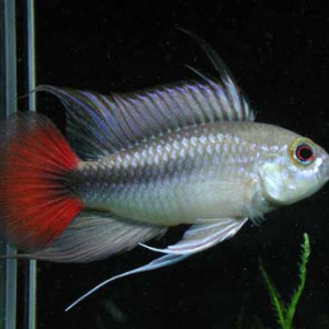 Apistogramma erythura