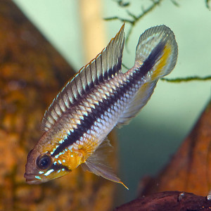 Apistogramma gephyra