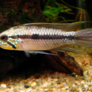 Apistogramma gibbiceps